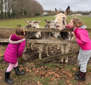 Guests get to explore the onsite Cholderton Rare Breeds Farm